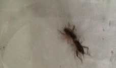 黄爪视频,揭秘神秘生物的奇幻世界